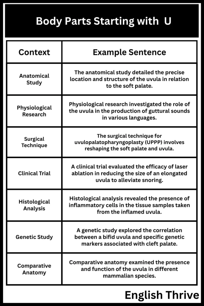 Body Parts Starting with U