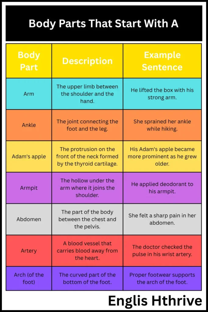 Body Parts That Start With A