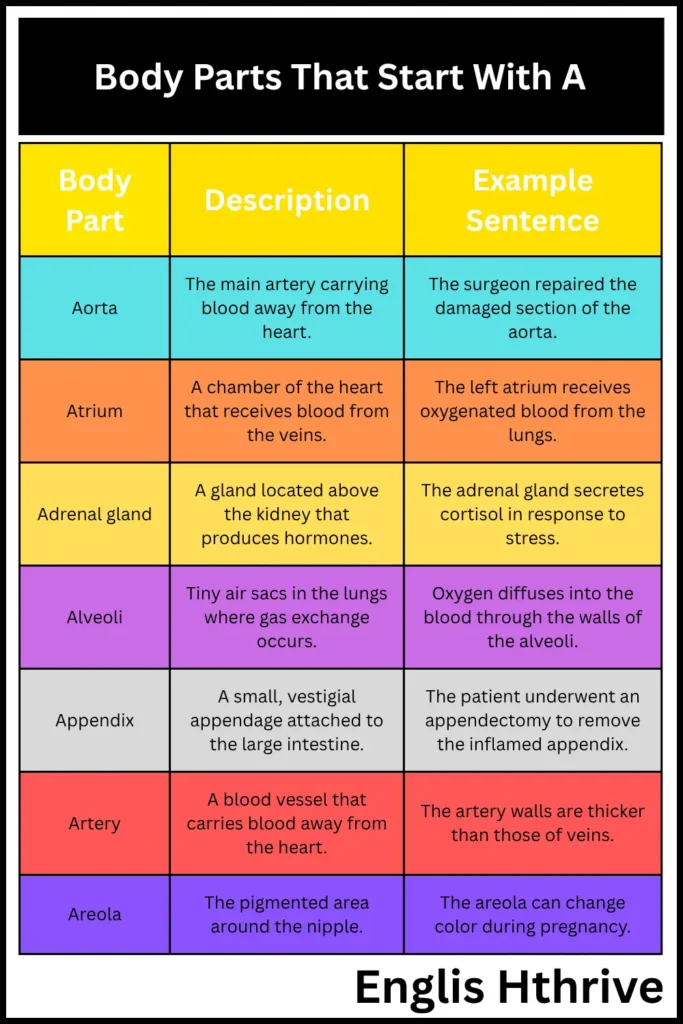 Body Parts Starting With "A"