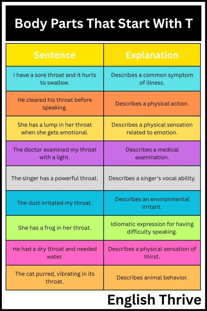 Body Parts That Start With T