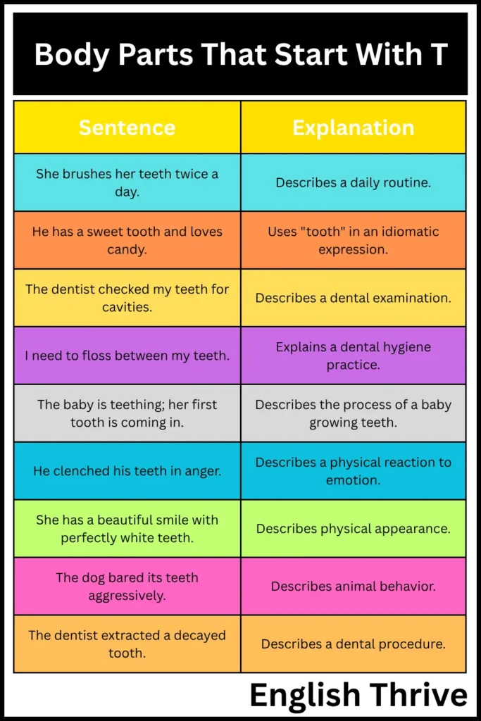 Body Parts That Start With T