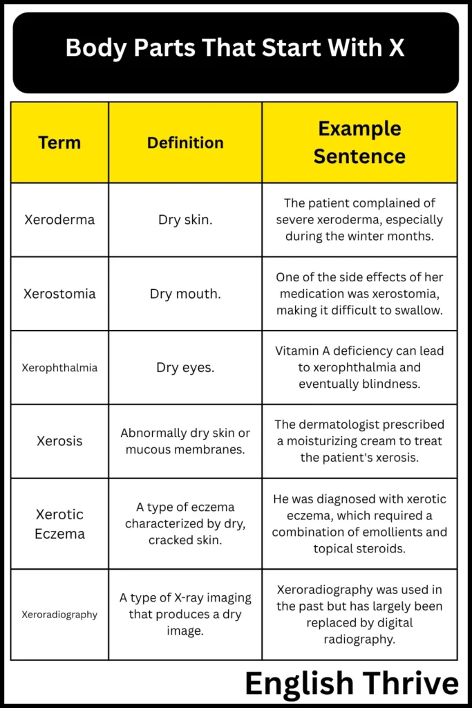 Body Parts That Start With X